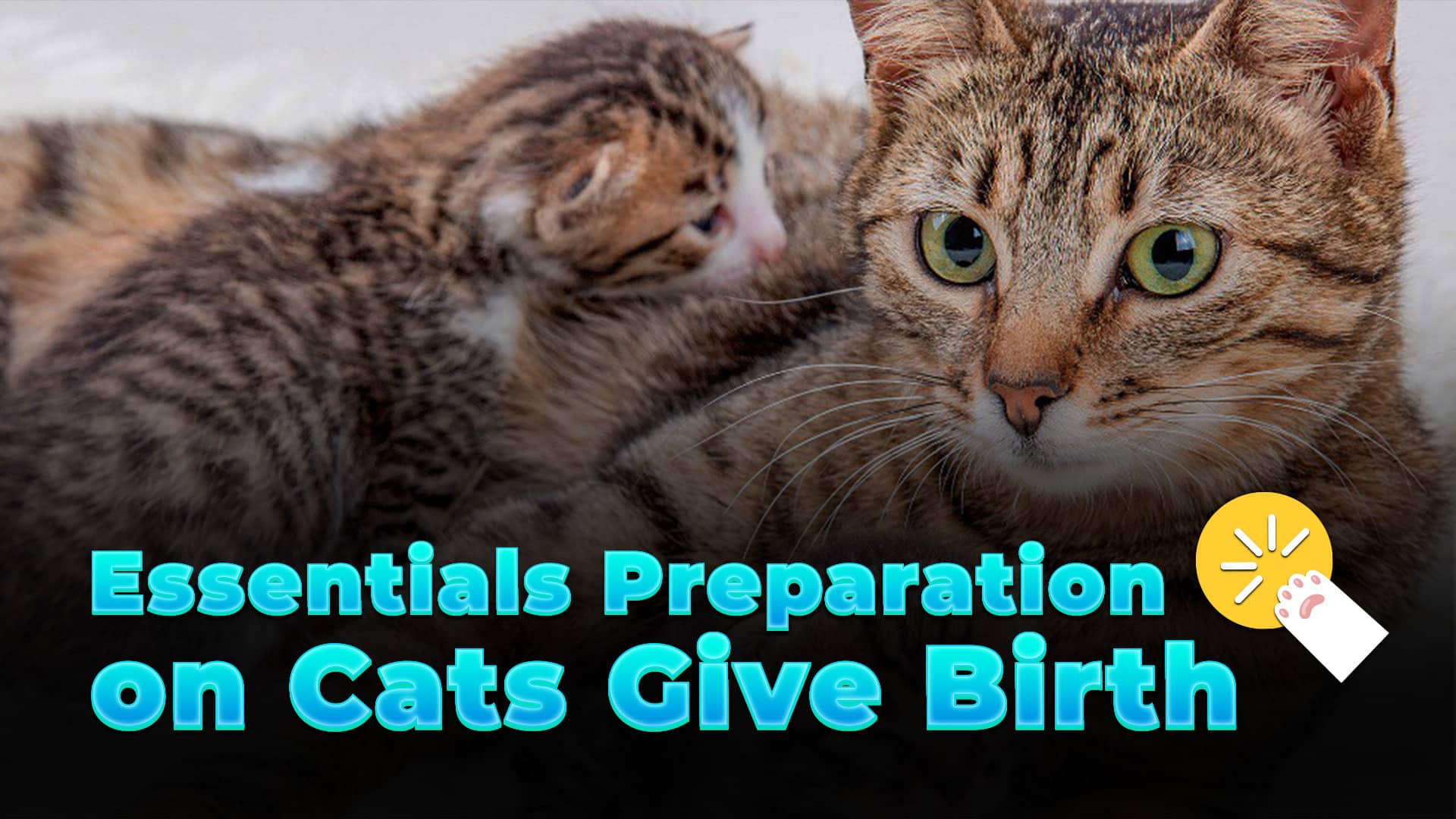 Essentials Preparation on Cats Give Birth