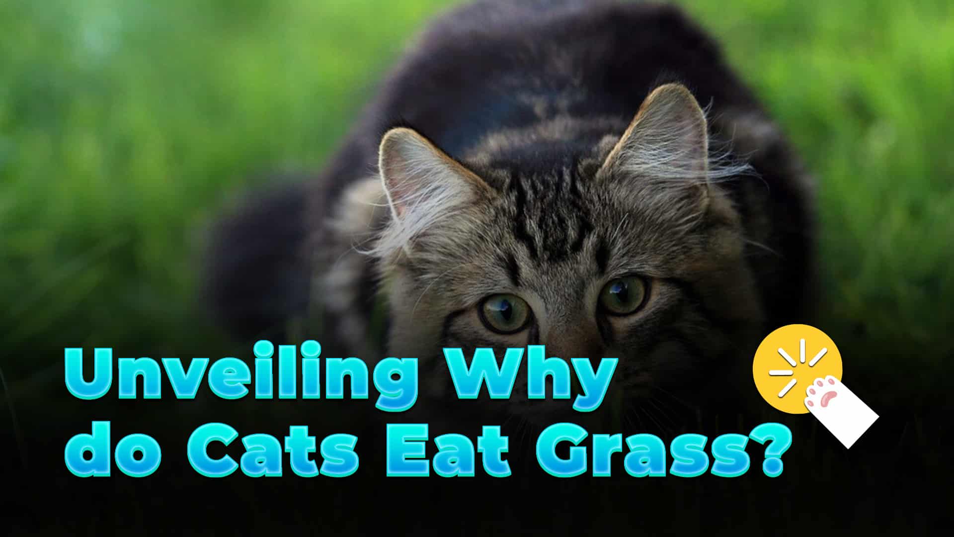 Pawminent | Premium Cat Food for Happy, Healthy Felines